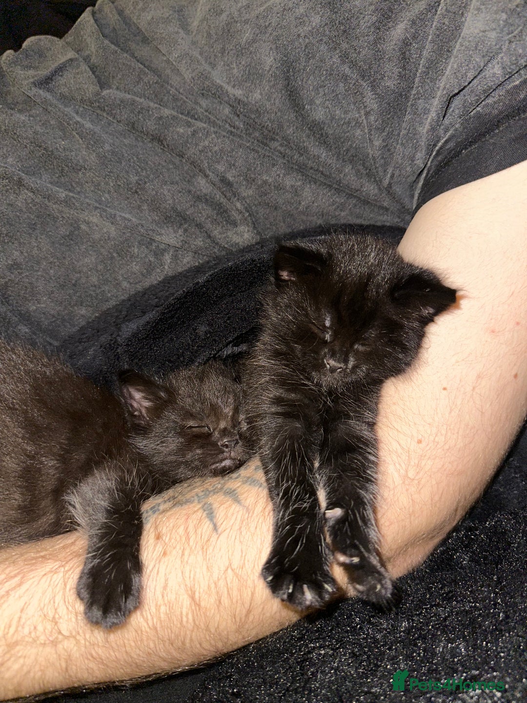 Maine Coon cats for sale: Maine Coon Kittens  - Advert 7