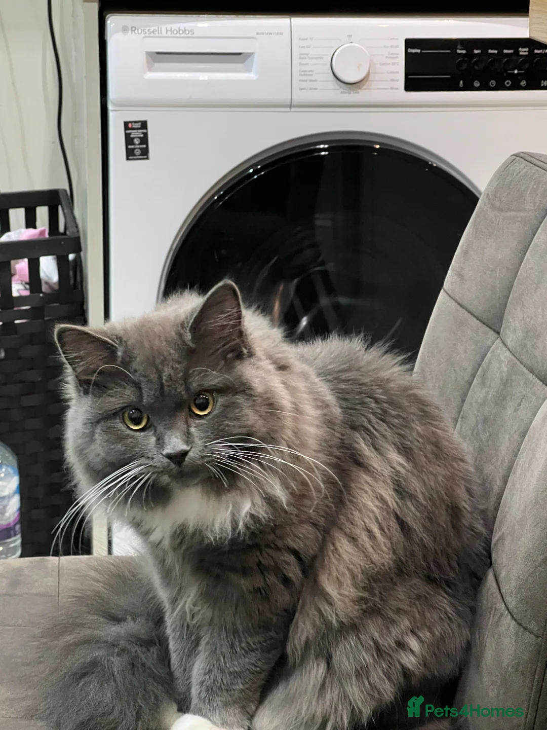 Persian cats for sale: Gorgeous cat - Advert 1