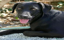Mixed Breed dogs for adoption: Raisin needs a loving home   - Image 3