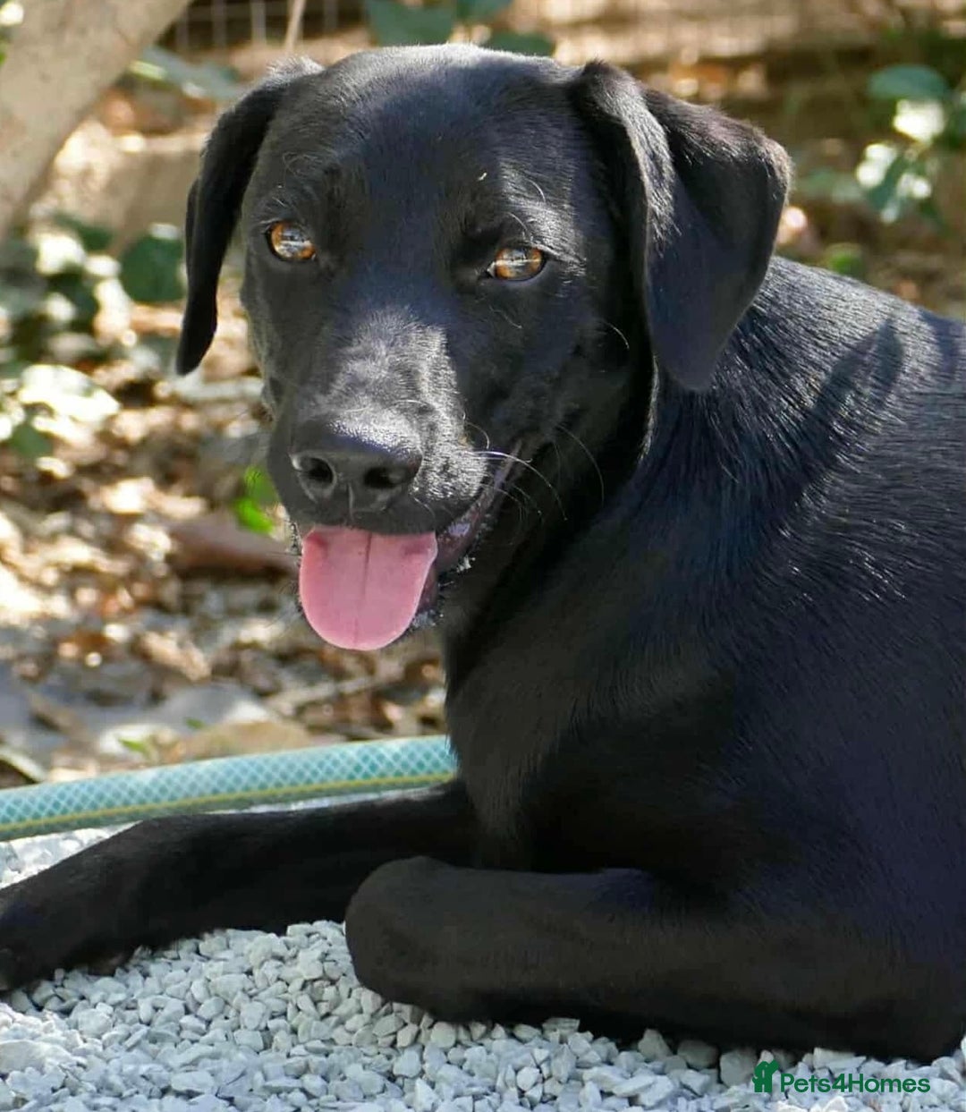 Mixed Breed dogs for adoption: Raisin needs a loving home   - Image 3