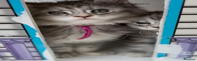 Maine Coon Purple