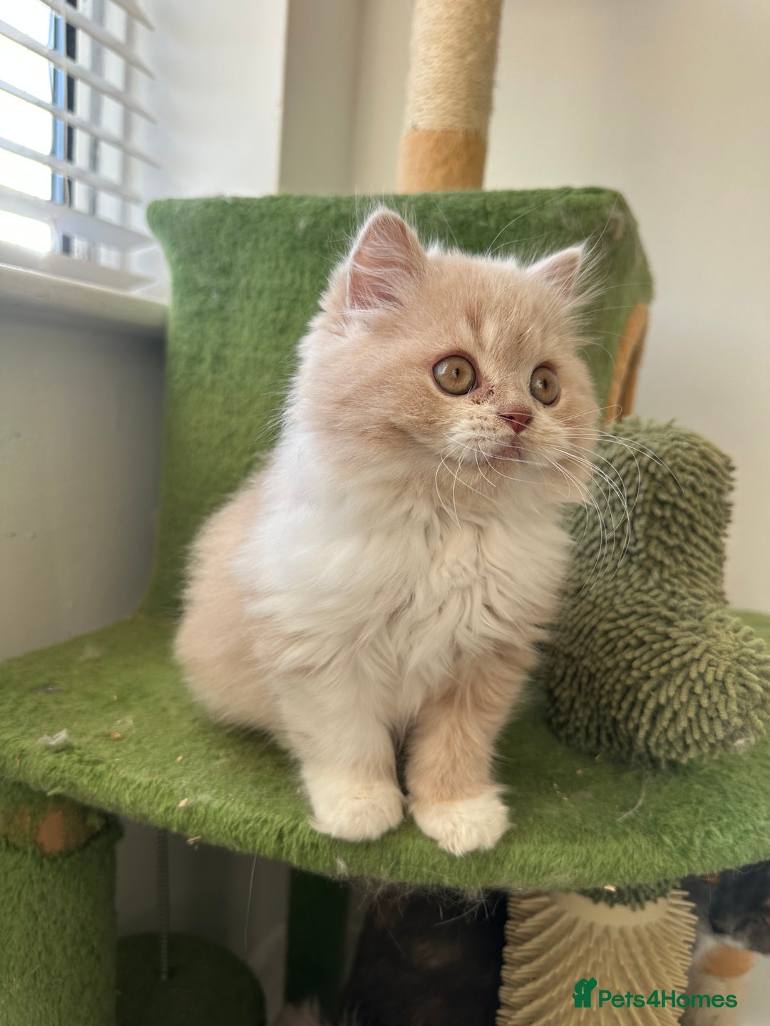 British Shorthair cats for sale:  🦁 Stunning BLH Lion Look alike READY NOW - Advert 37