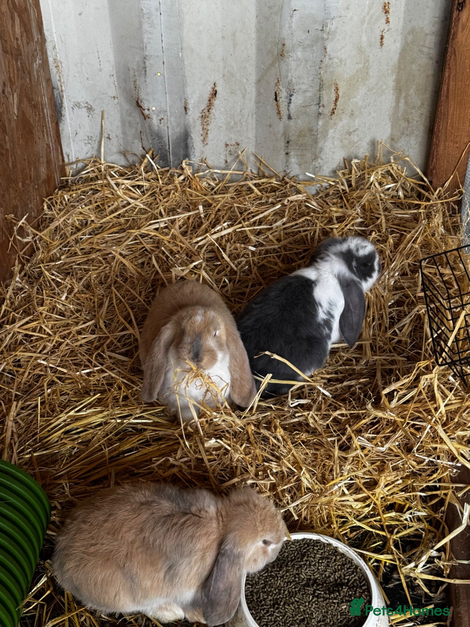 French Lop rabbits 🩷💙 French lop Kits ready to go 🩷💙 - Advert 2