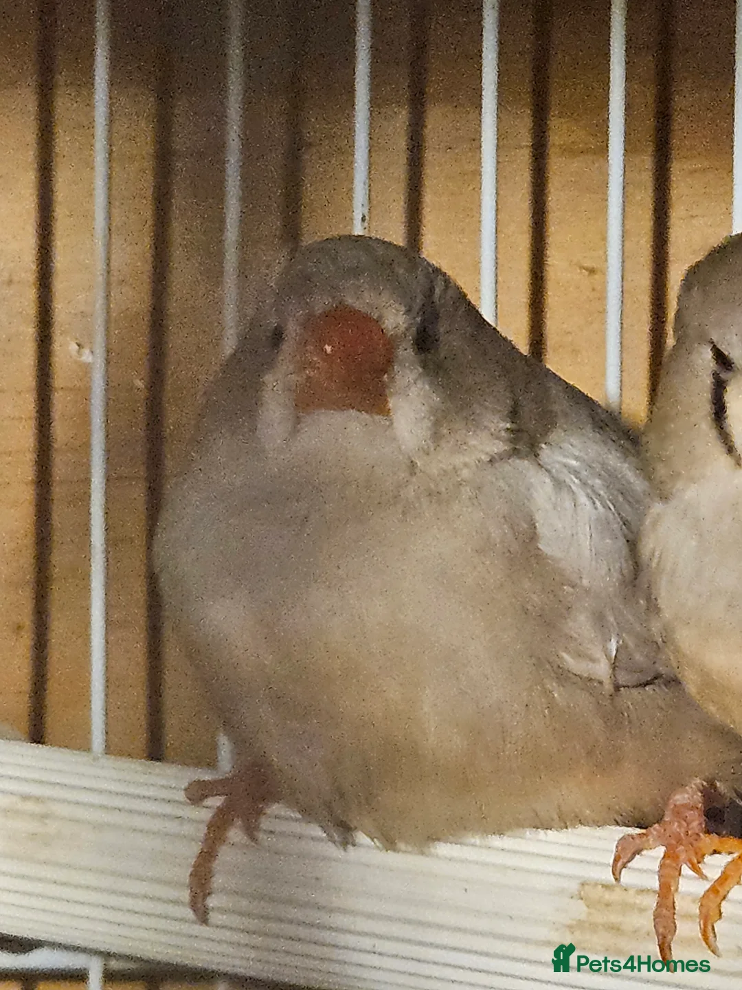 Finches birds for sale: Bengalese Finches and Zebra Finches - Advert 2