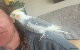 Cockatiels birds for sale: Cockatail looking for new home - Image 3