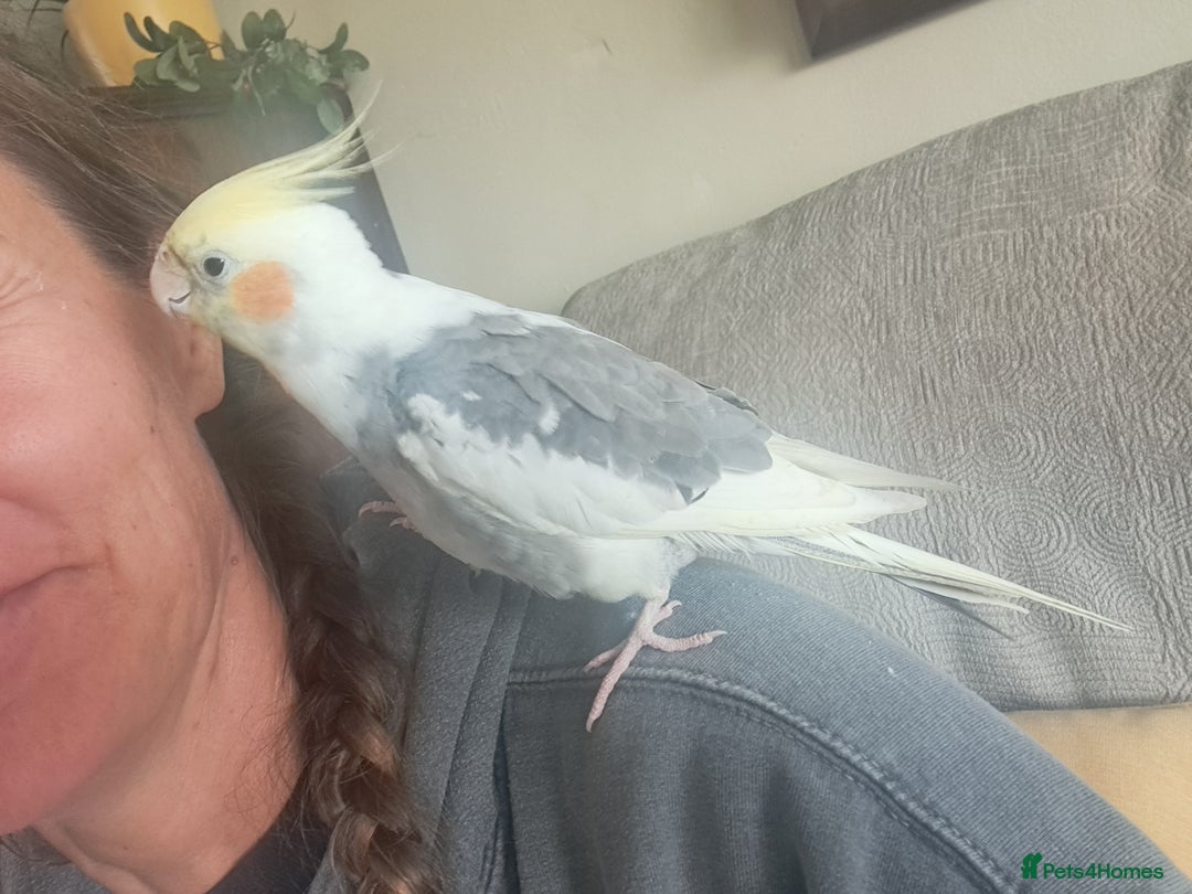 Cockatiels birds for sale: Cockatail looking for new home - Image 3
