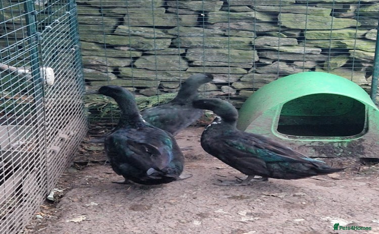 Ducks poultry - Advert 3