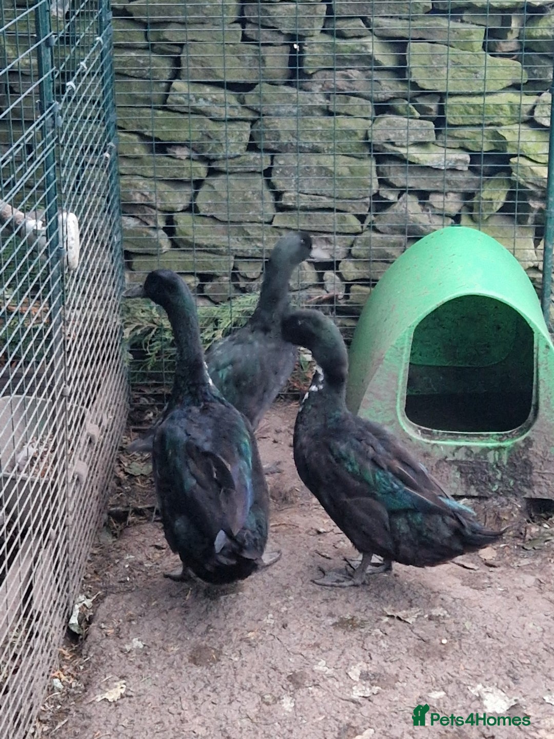 Ducks poultry for sale: 3 cayuga ducks  - Image 1
