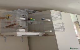 Budgerigars birds for sale: 2 budgies  - Image 4