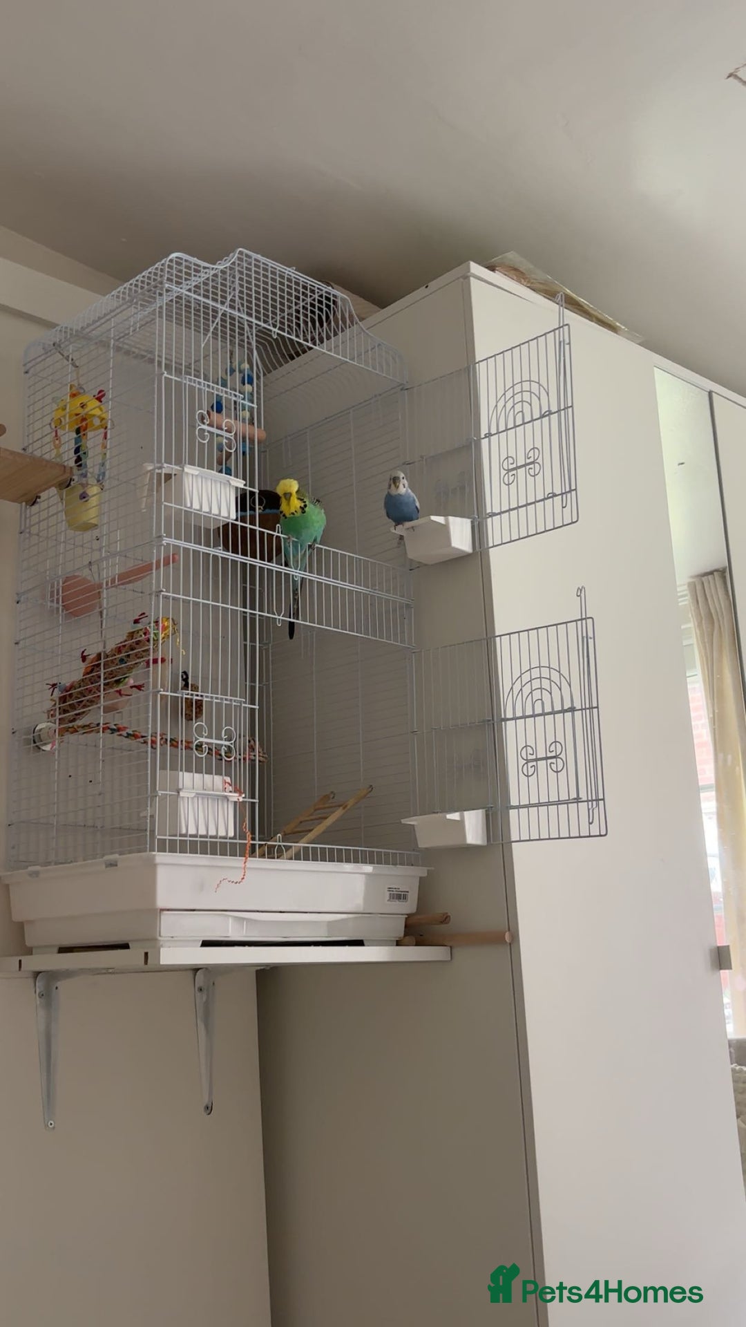 Budgerigars birds for sale: 2 budgies  - Image 4