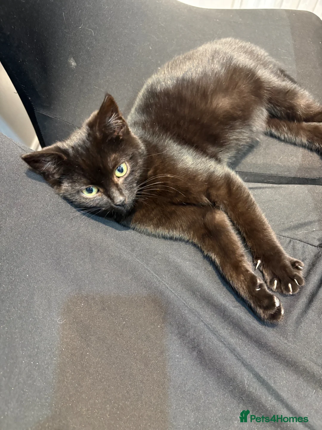 Mixed Breed cats for sale: Beautiful little cats and kitten for sale in Doncaster - Advert 2