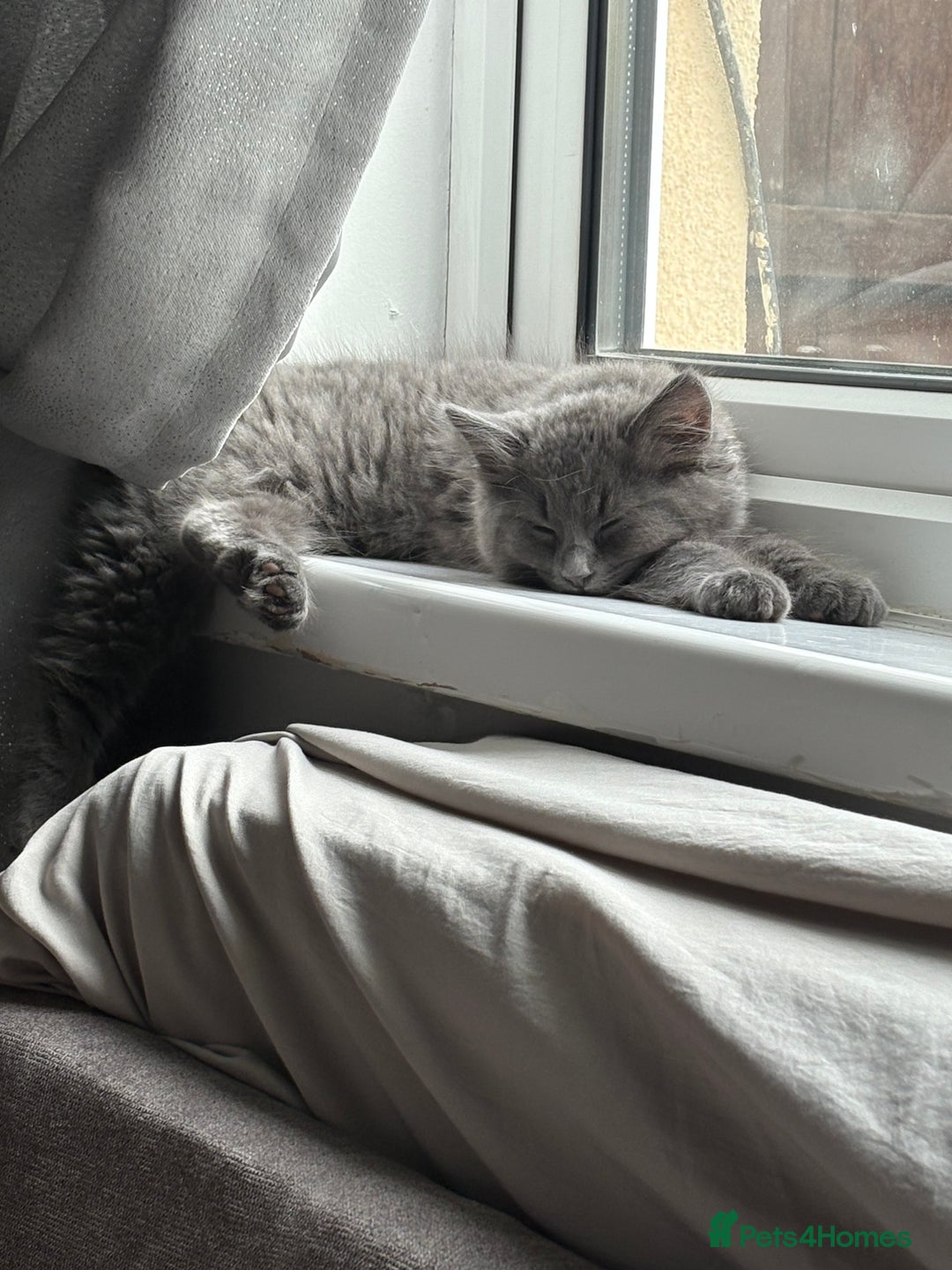 British Shorthair cats for sale: Pale grey female kitten  - Advert 5