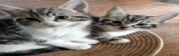 Mixed Breed cats for sale: Adorable Tabbies and Tuxedo in Leicester - Advert 6
