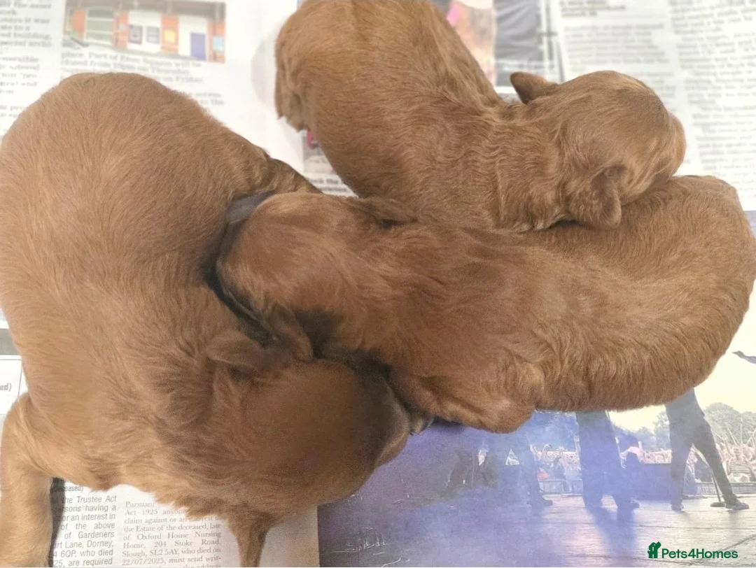 Miniature Poodle dogs for sale: Miniature poodle puppies - Advert 8