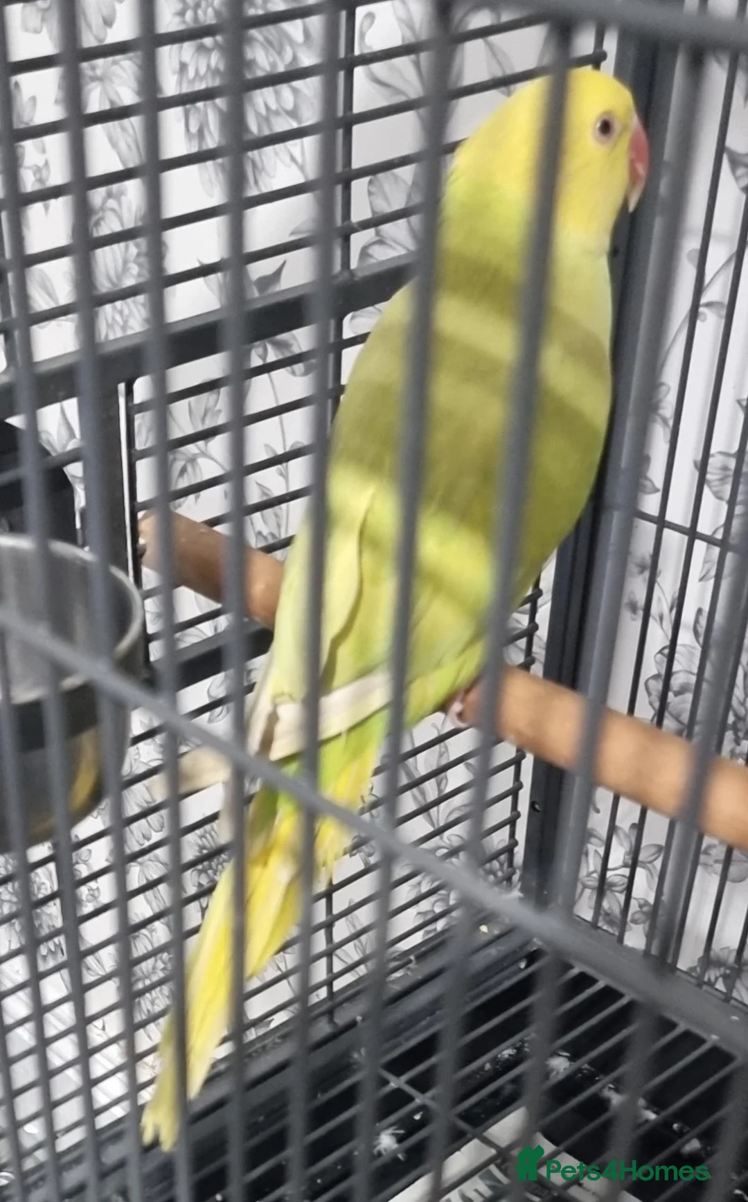 Parrots birds for sale: Beautiful baby ringneck talking parrot  - Advert 1