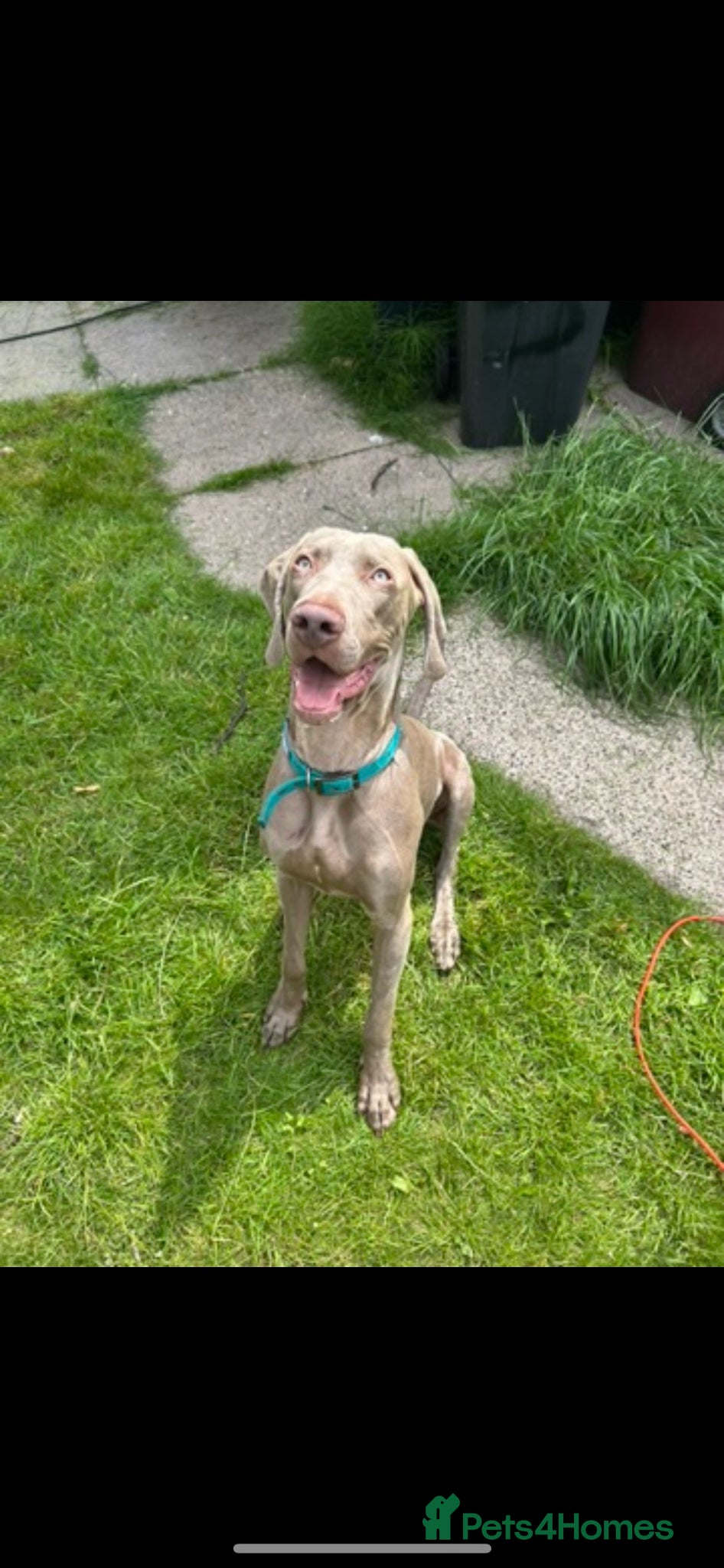 Weimaraner dogs Max 2 years old for re homing  - Advert 8