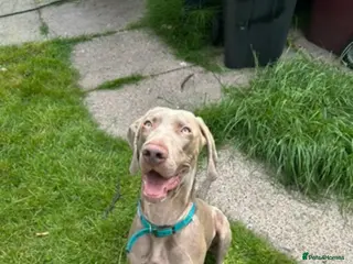 Weimaraner dogs Max 2 years old for re homing - Advert 8