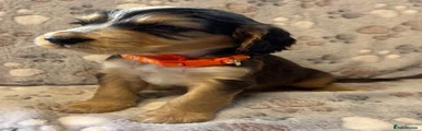 Orange Collar