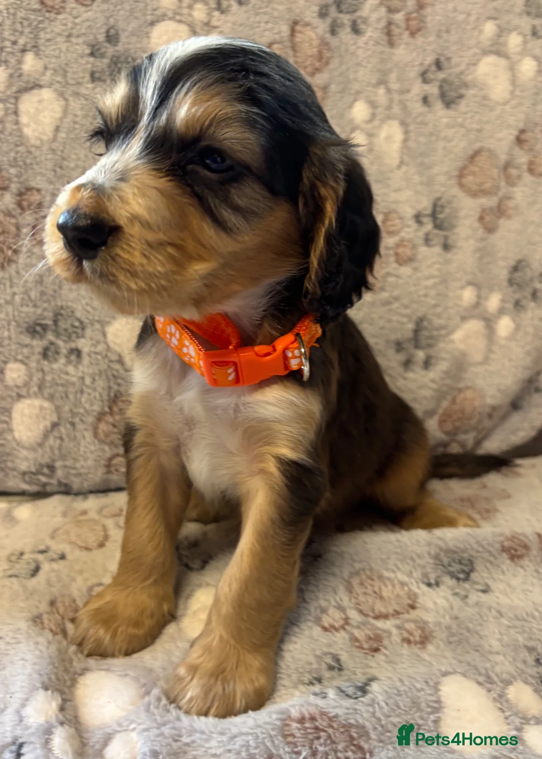 Cocker Spaniel dogs for sale: Stunning KC Registered Cocker Spaniel Puppies - Advert 28