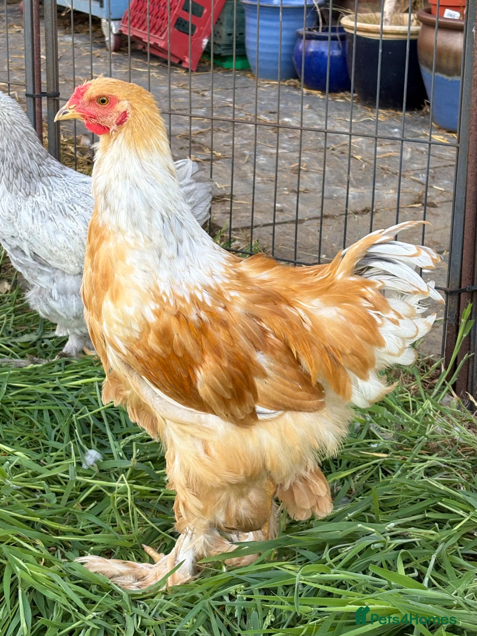 Chickens poultry Large Fowl Brahma Cockerels Mixed Colours - Advert 23