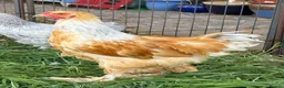 Chickens poultry for sale: Large Fowl Brahma Cockerels Mixed Colours - Advert 4