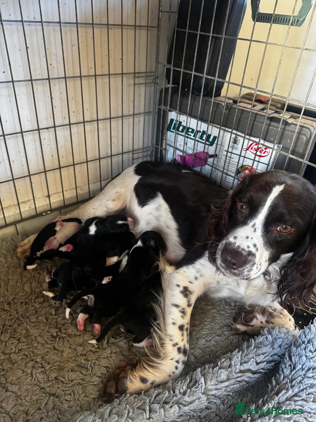 Sprollie dogs for sale: Beautiful Sprollie puppies - Advert 6