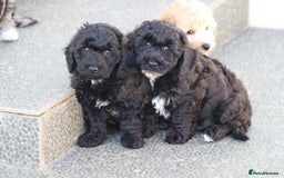 Poochon dogs for sale: F1 Poochon puppies For Sale  - Image 16