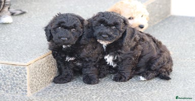 Poochon dogs - Advert 10