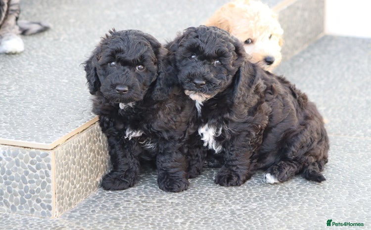 Poochon dogs - Advert 3