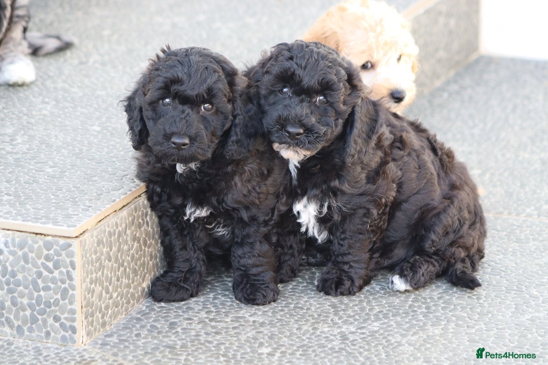 Poochon dogs for sale: F1 Poochon puppies For Sale  - Image 16
