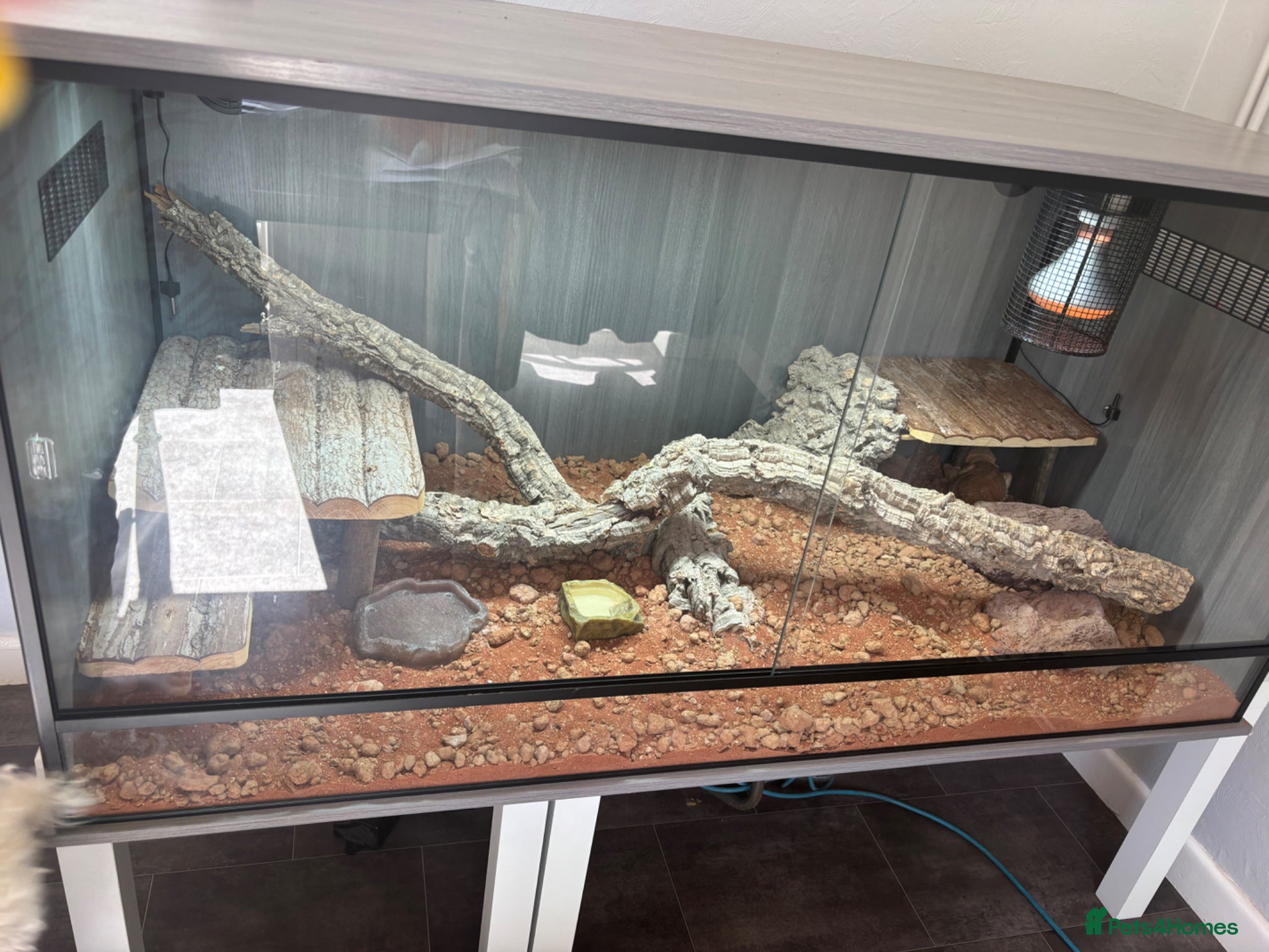 Bearded Dragon reptiles for sale: Friendly 8 Month Old Bearded Dragon - Full Setup - Advert 8