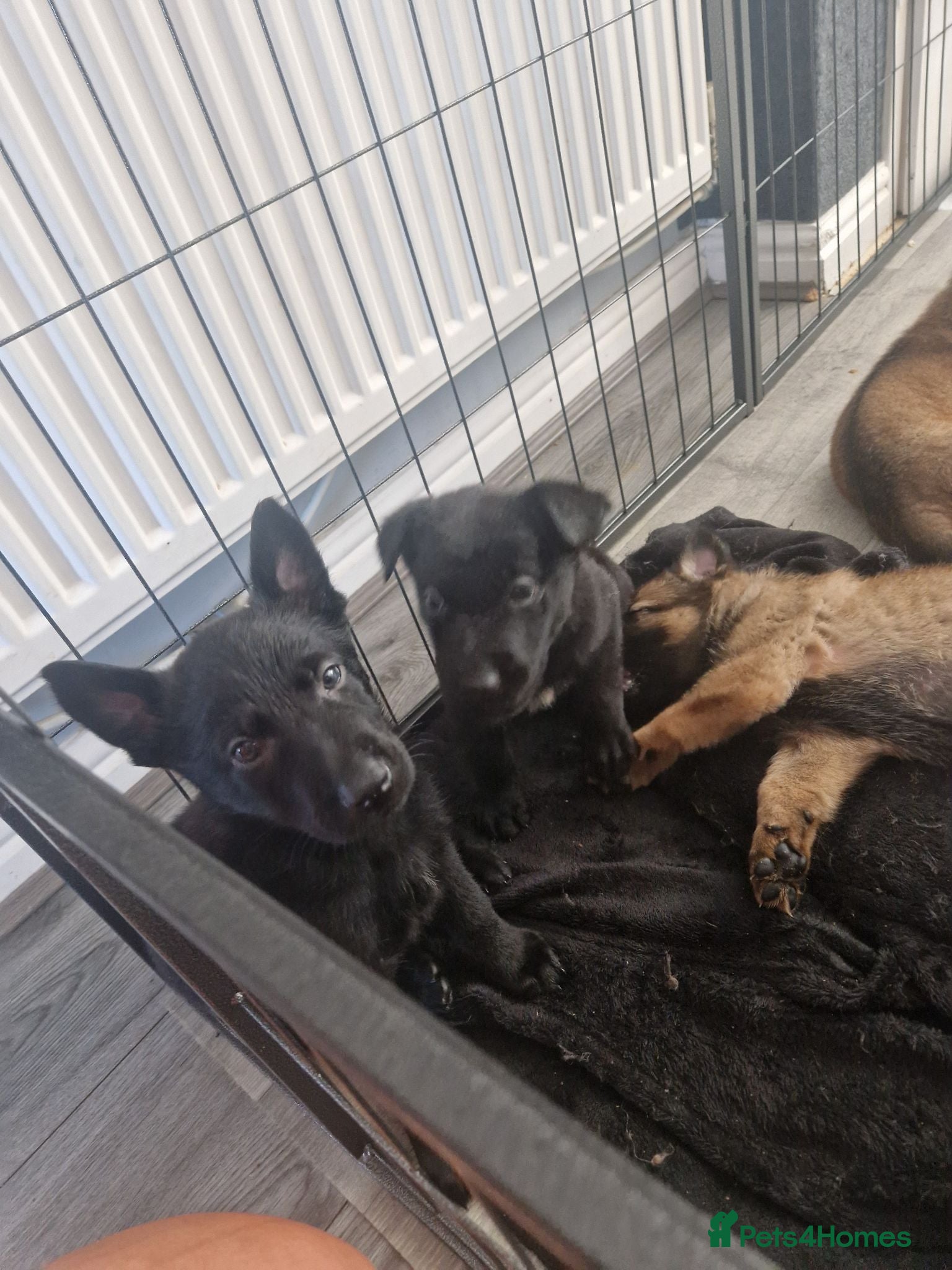 German Shepherd dogs Beautiful german shepherd puppies for sale  - Advert 10