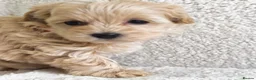 Maltipoo dogs for sale: Miniature Maltipoo Puppies - Advert 21