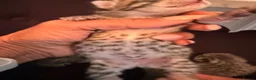 Savannah cats for sale: Absolutely striking Savannah kittens  2 left!!  - Advert 9