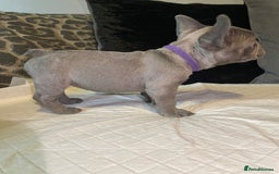 French Bulldog dogs for sale: Micro Frenchie Puppies – KC Registered - Image 9