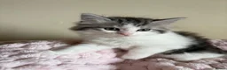 Mixed Breed cats for sale: British Short Hair Cross Ragdoll Kittens  in Selby - Advert 5
