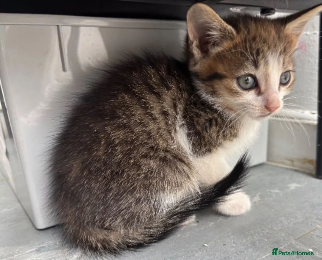 Mixed Breed cats for sale: Kittens  in Wolverhampton - Advert 5