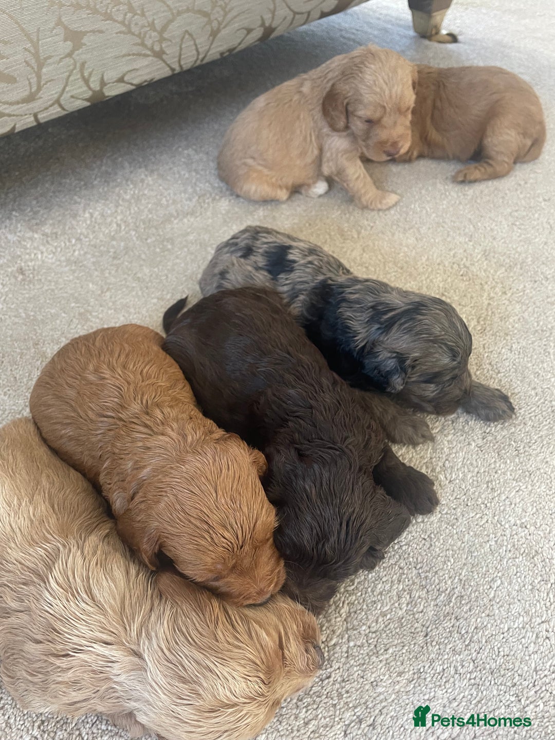 Cockapoo dogs for sale: F1 cockapoo puppies - Image 25