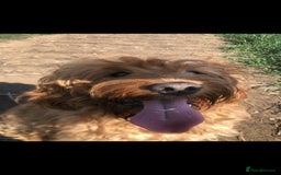 Mini Goldendoodle dogs for sale: 2 Mini Goldendoodle girls - Advert 6