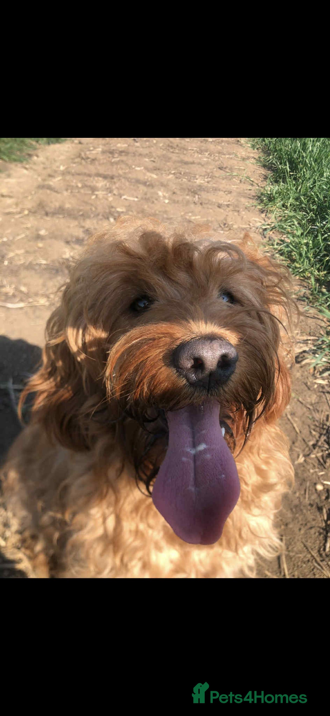 Mini Goldendoodle dogs for sale: 2 Mini Goldendoodle girls - Advert 6