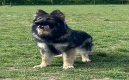 German Shepherd dogs for sale: German shepherd puppies - Image 2