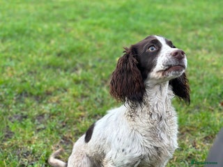 Cocker Spaniel dogs Working Cocker Spaneil - Advert 4
