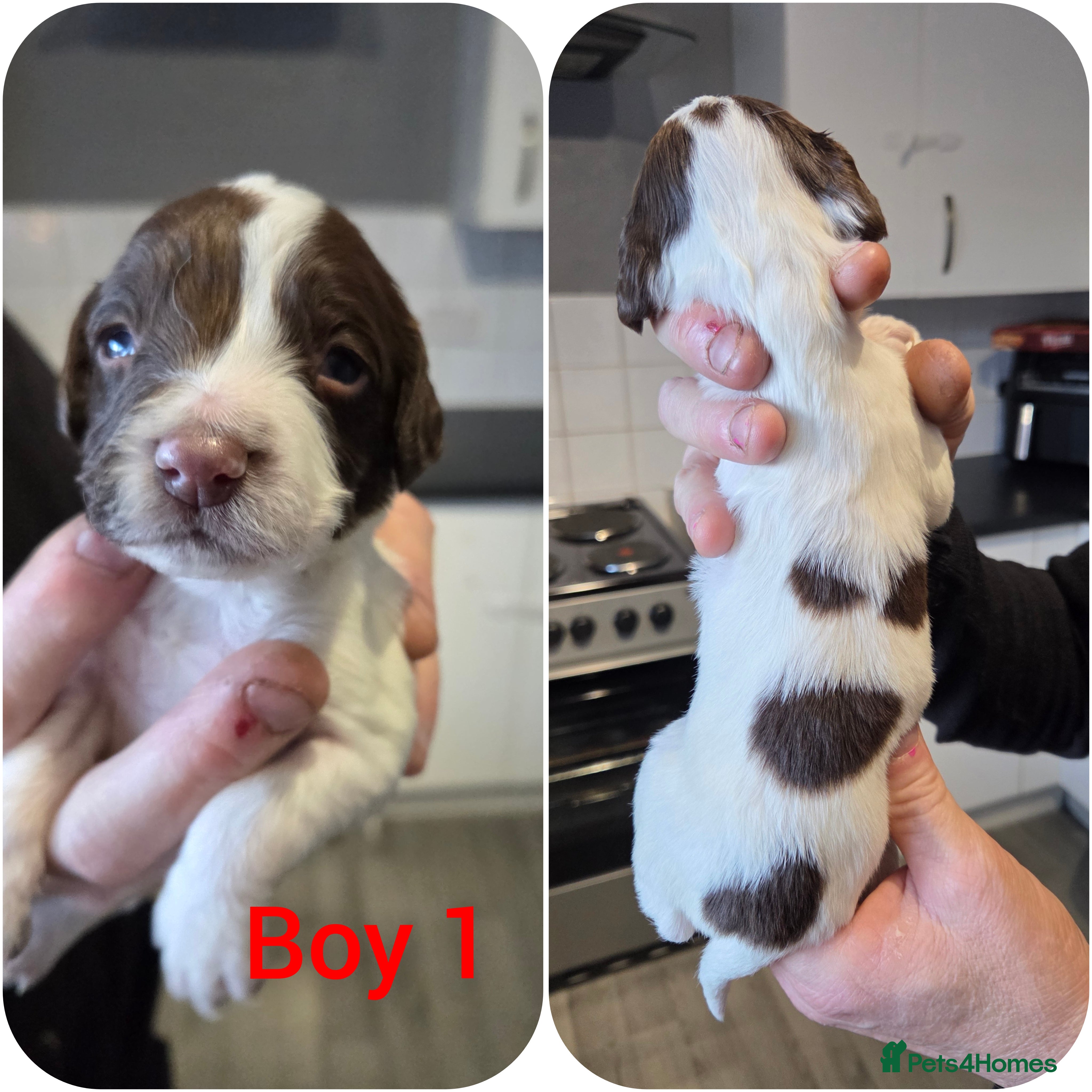 English Springer Spaniel dogs Springer spaniel puppies  - Advert 4