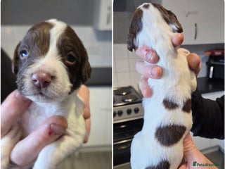English Springer Spaniel dogs Springer spaniel puppies - Advert 6