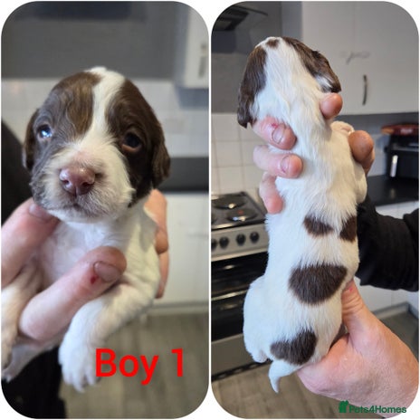 English Springer Spaniel dogs Springer spaniel puppies - Advert 1