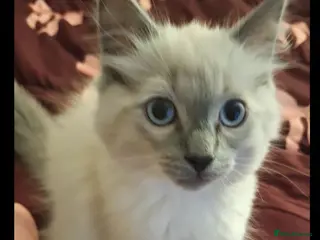 Ragdoll cats Gorgeous 6 month ragdoll - Advert 1