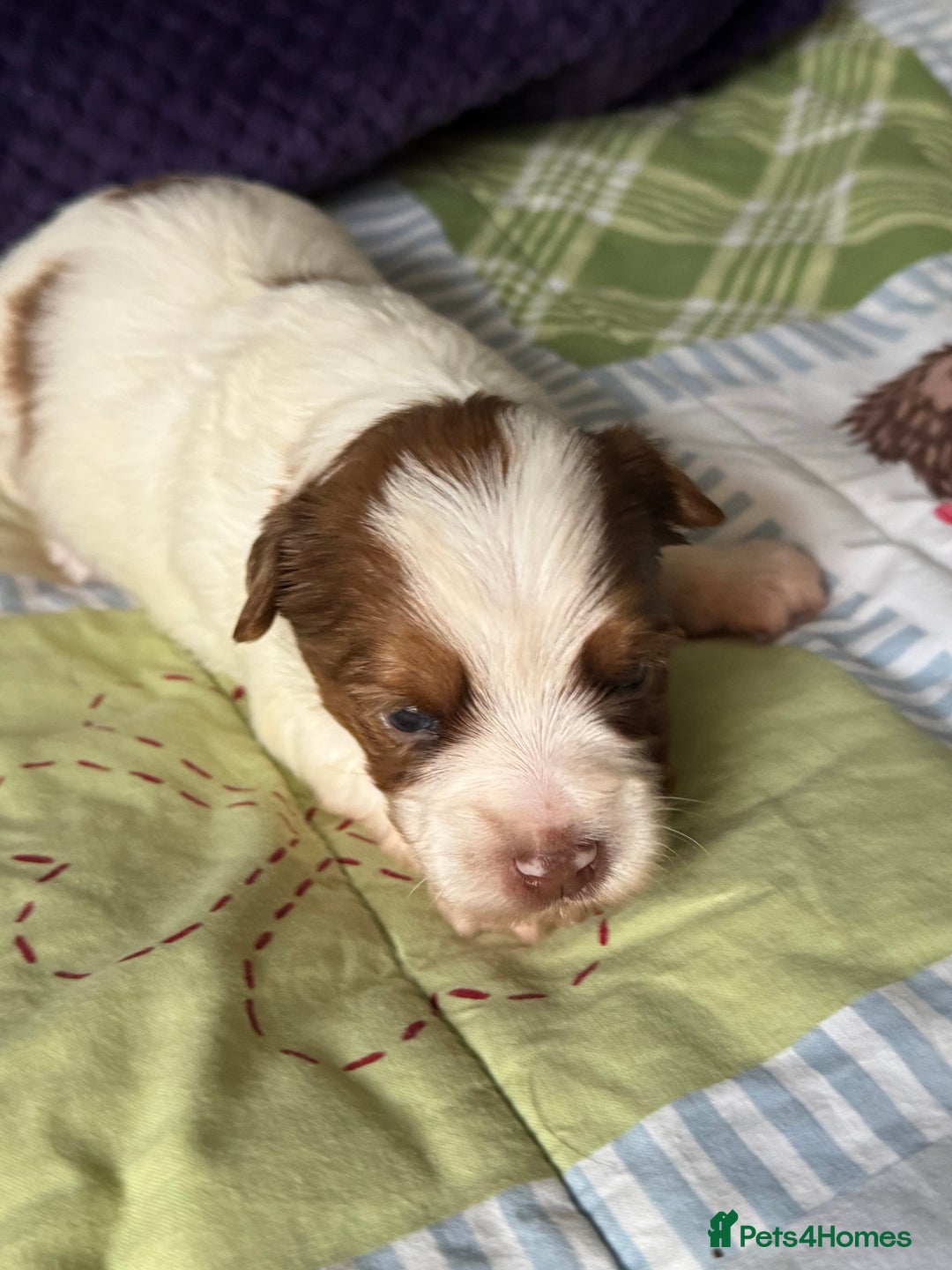 Biewer Terrier dogs for sale: Superb pedigree Biewer pups - DNA Health tested - Advert 8