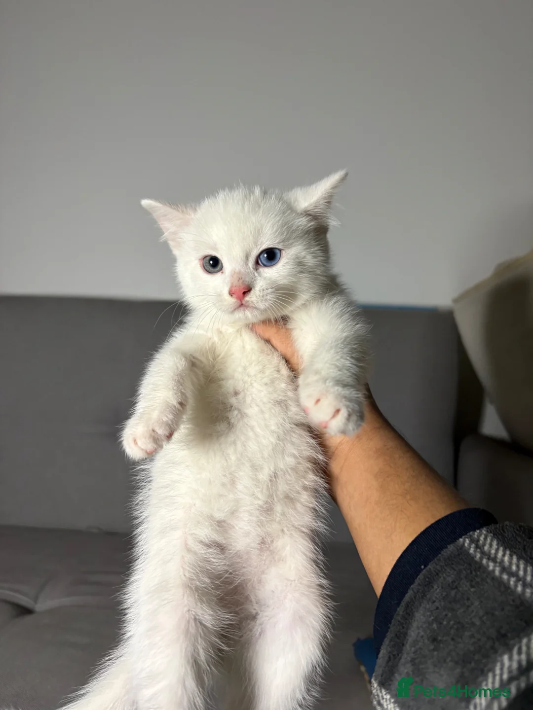 Mixed Breed cats for sale: X3 Mixed Ginger/Turkish Angora Kitten - Ready now - Advert 2