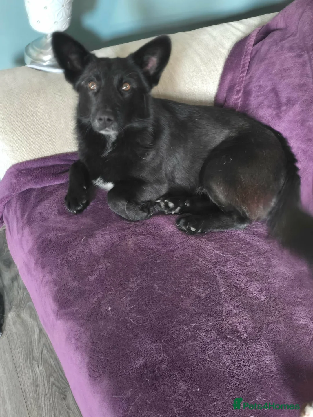 Mixed Breed dogs for adoption: BOB   - Advert 3