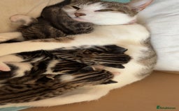 Mixed Breed cats for sale: 6 kittens not ready till 14th August  - Image 31